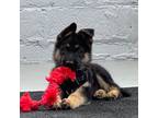 German Shepherd Dog Puppy for sale in Indianapolis, IN, USA