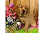 Labrador Retriever Puppy for sale in Morgantown, WV, USA