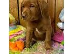 Labrador Retriever Puppy for sale in Morgantown, WV, USA