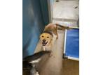 Adopt Malina a Yellow Labrador Retriever, Mixed Breed