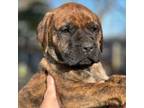 Great Dane Puppy for sale in Lorain, OH, USA