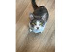 Adopt Trinity a Domestic Short Hair