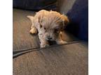 Maltipoo Puppy for sale in Fort Washington, MD, USA