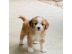 Cavapoo Puppy for sale in Mcconnelsville, OH, USA