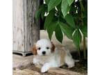 Cavapoo Puppy for sale in Mcconnelsville, OH, USA