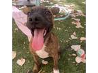 Adopt Schooner a Labrador Retriever, Pit Bull Terrier