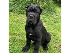 Cane Corso Puppy for sale in Troutdale, OR, USA
