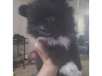 Pomeranian Puppy for sale in Pensacola, FL, USA
