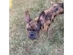 French Bulldog Puppy for sale in Hampton, GA, USA