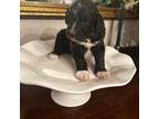 Aussiedoodle Puppy for sale in Blountville, TN, USA