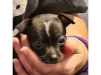 Chihuahua Puppy for sale in Navarre, FL, USA