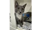 Adopt Stormie a Domestic Short Hair