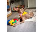 Adopt Mabel a German Shorthaired Pointer