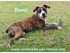 Adopt Bunzi a Boxer