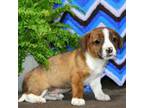 Parson Russell Terrier Puppy for sale in Clinton, MA, USA