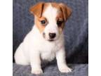 Parson Russell Terrier Puppy for sale in Clinton, MA, USA