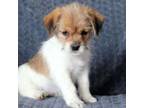 Mutt Puppy for sale in Clinton, MA, USA