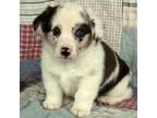 Pembroke Welsh Corgi Puppy for sale in Clinton, MA, USA
