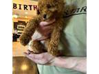 Mutt Puppy for sale in Clarksville, TN, USA