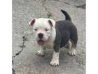 Mutt Puppy for sale in Ellenwood, GA, USA