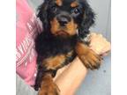 Cavalier King Charles Spaniel Puppy for sale in Saint Cloud, FL, USA