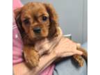 Cavalier King Charles Spaniel Puppy for sale in Saint Cloud, FL, USA