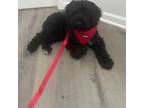 Portuguese Water Dog Puppy for sale in Clarksburg, MD, USA