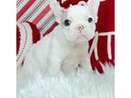 French Bulldog Puppy for sale in Rowland Heights, CA, USA