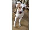 Adopt Mango a Pit Bull Terrier