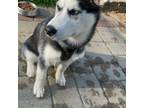Siberian Husky Puppy for sale in Lutherville Timonium, MD, USA
