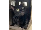 Adopt Tracy a Domestic Short Hair