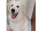 Adopt Pippi Longstocking HTX a Great Pyrenees