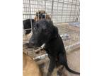 Adopt Persephone a German Shepherd Dog, Mixed Breed