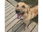 Adopt Peanut a Great Pyrenees, Mixed Breed