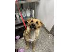 Adopt Peanut a Great Pyrenees, Mixed Breed