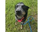 Adopt Sheeva a Australian Cattle Dog / Blue Heeler, Mixed Breed