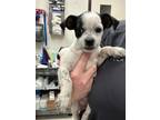 Adopt Dippin Dots a Terrier, Mixed Breed