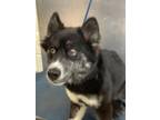 Adopt Londyn a Husky, German Shepherd Dog