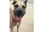 Adopt Francesca a Pit Bull Terrier, Mixed Breed
