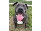 Adopt Queen a Pit Bull Terrier, Mixed Breed