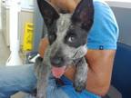 Adopt 55855850 a Australian Cattle Dog / Blue Heeler, Mixed Breed
