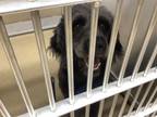Adopt Brooklyn a Standard Poodle, Mixed Breed