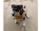 Adopt Bailey a Rottweiler, Mixed Breed