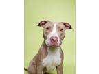 Adopt Zinnia a Pit Bull Terrier, Mixed Breed