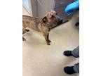 Adopt Lady a Pit Bull Terrier, Black Mouth Cur