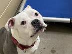 Adopt HARLEY a American Staffordshire Terrier