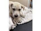 Adopt Drobble a Labrador Retriever, Mixed Breed