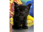 Adopt Butter Pecan a Domestic Short Hair