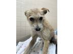 Adopt Anikka a Terrier, Mixed Breed