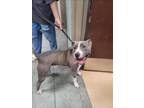 Adopt SIRA a American Staffordshire Terrier